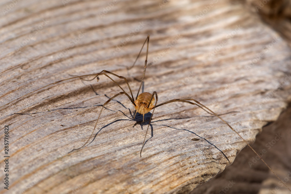 close-up of a Pholcidae (Pholcus phalangioides) close-up of a Pholcidae (Pholcus phalangioides)