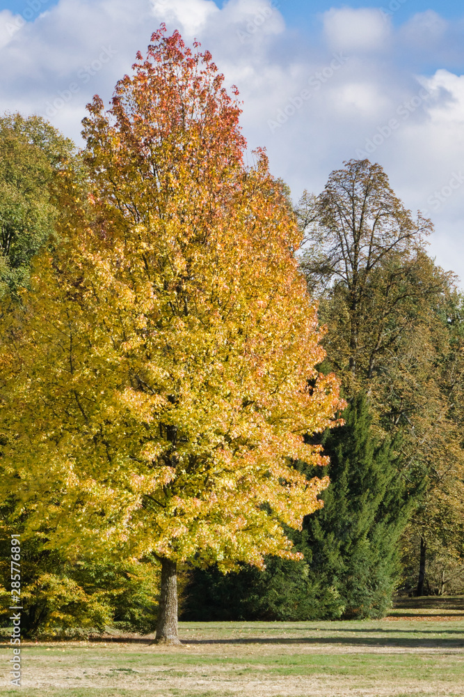 Naklejka premium golden tree in autumn sun