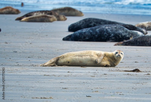 Grey seal on Heligoland