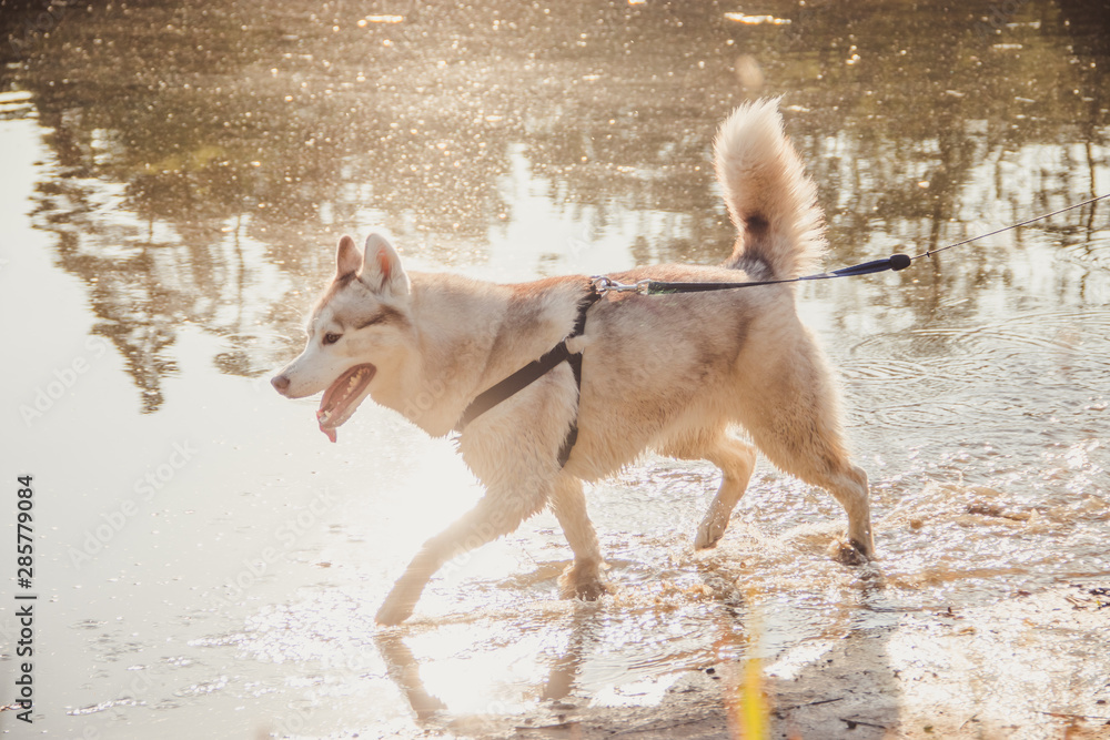 Husky portrait. Young husky dog on a walk in the water. Husky breed. Light fluffy dog. Walk with the dog. Dog on a leash. Pretty dog. A pet Husky portrait. Young husky dog on a walk in the water. Husky breed. Light fluffy dog. Walk with the dog. Dog on a leash. Pretty dog. A pet