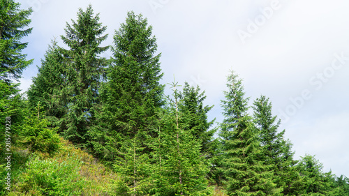 Typical mountain spruce forest in The Orlicke Mountains, mountain range, Czech Republic
