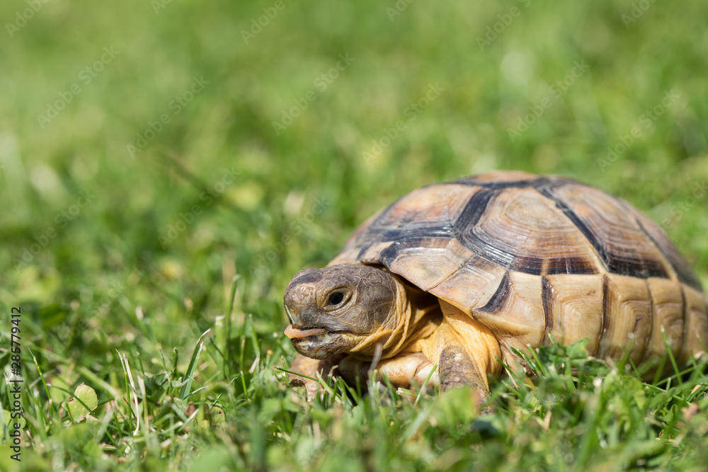 marginated tortoise (Testudo marginata) eats clover.. marginated tortoise (Testudo marginata) eats clover..