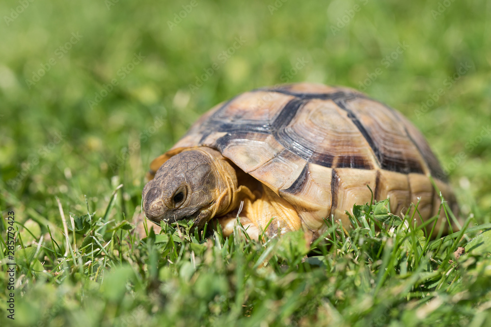 Fototapeta premium marginated tortoise (Testudo marginata) eats clover..
