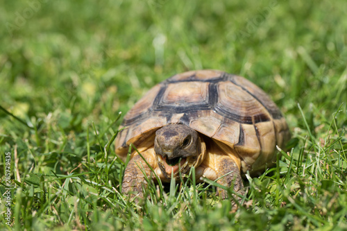 marginated tortoise (Testudo marginata) eats clover..