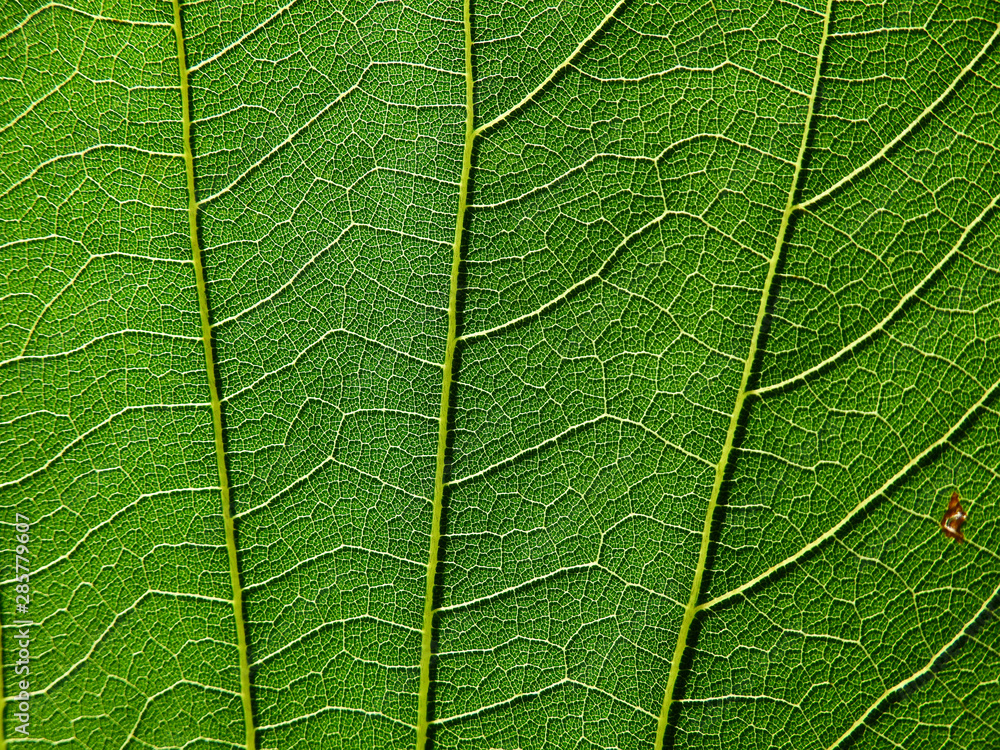 detail of green leaves texture macro style detail of green leaves texture macro style