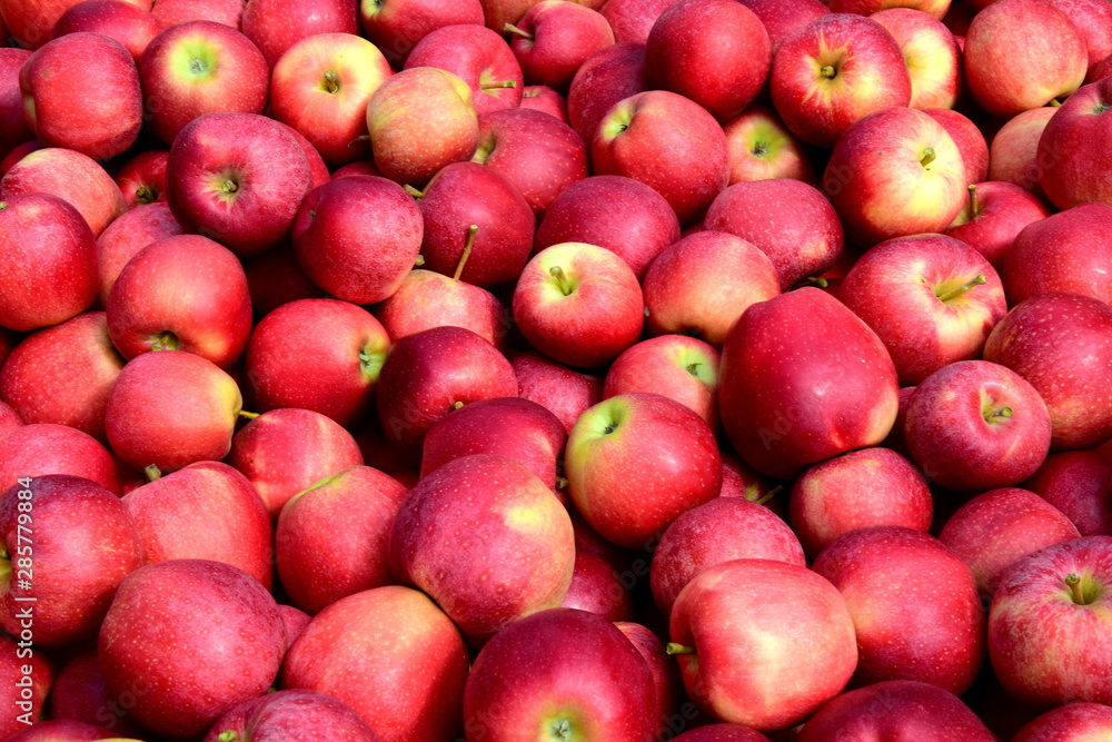 Äpfel - Apfelbäume - Apfelernte in Südtirol Äpfel - Apfelbäume - Apfelernte in Südtirol