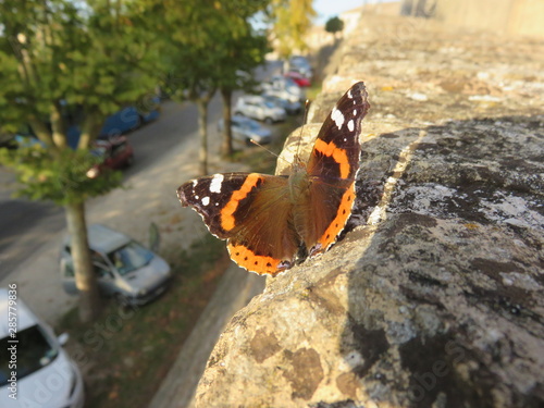 Vanessa Atalanta photo