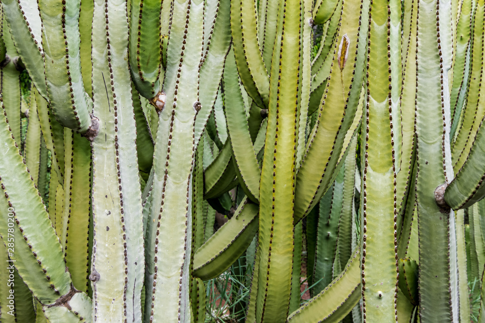 Thickets of green cacti in the city Park Thickets of green cacti in the city Park