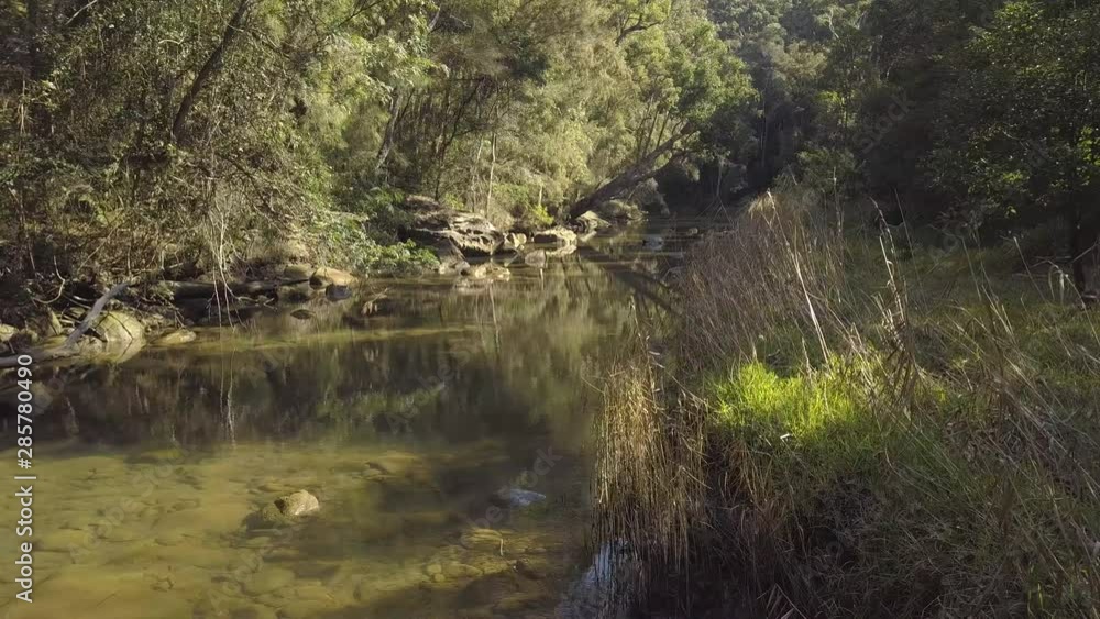 Rainforst near Sydney - Australia. Small river with a lot of trees Rainforst near Sydney - Australia. Small river with a lot of trees