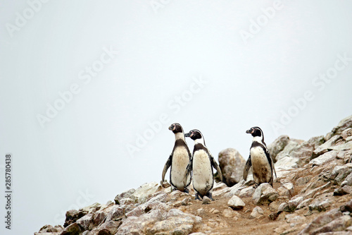 Three Humboldt Penguins (Spheniscus humboldti) on Rocks. Ballestas Islands, Paracas, Peru