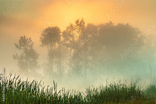 Foggy pastel colored light with trees and grass in foreground background wallpaper
