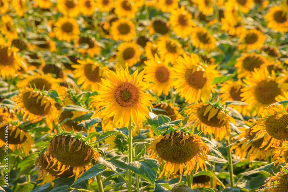 A field of sunflowers. Big yellow flowers field. Flowers with seeds. A field of sunflowers. Big yellow flowers field. Flowers with seeds.