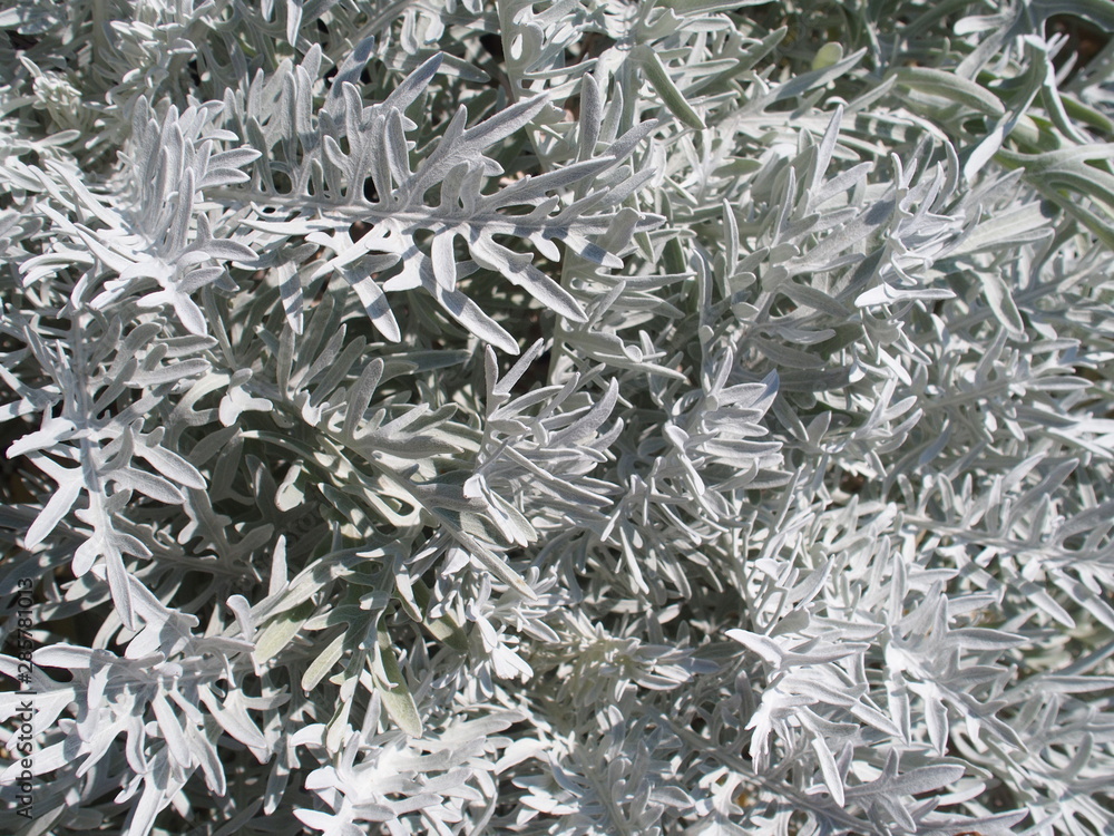 textures de feuilles blanches immortelles matériaux textures de feuilles blanches immortelles matériaux