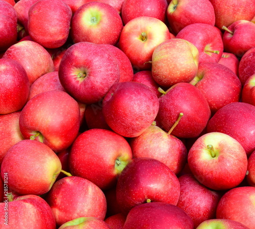 Viele reife rote Äpfel in einer Kiste nach der Apfelernte in Südtirol
