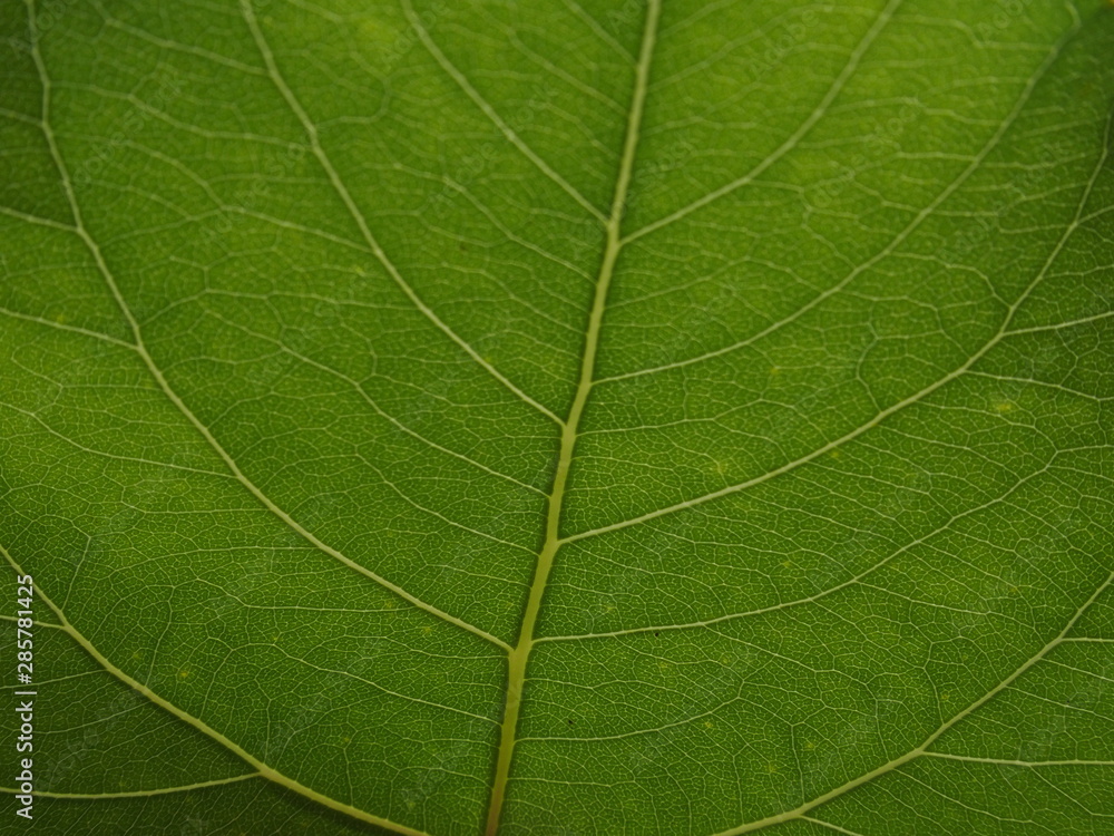 Texture Feuille Macro Full HD Green Vert Matériaux Texture Feuille Macro Full HD Green Vert Matériaux