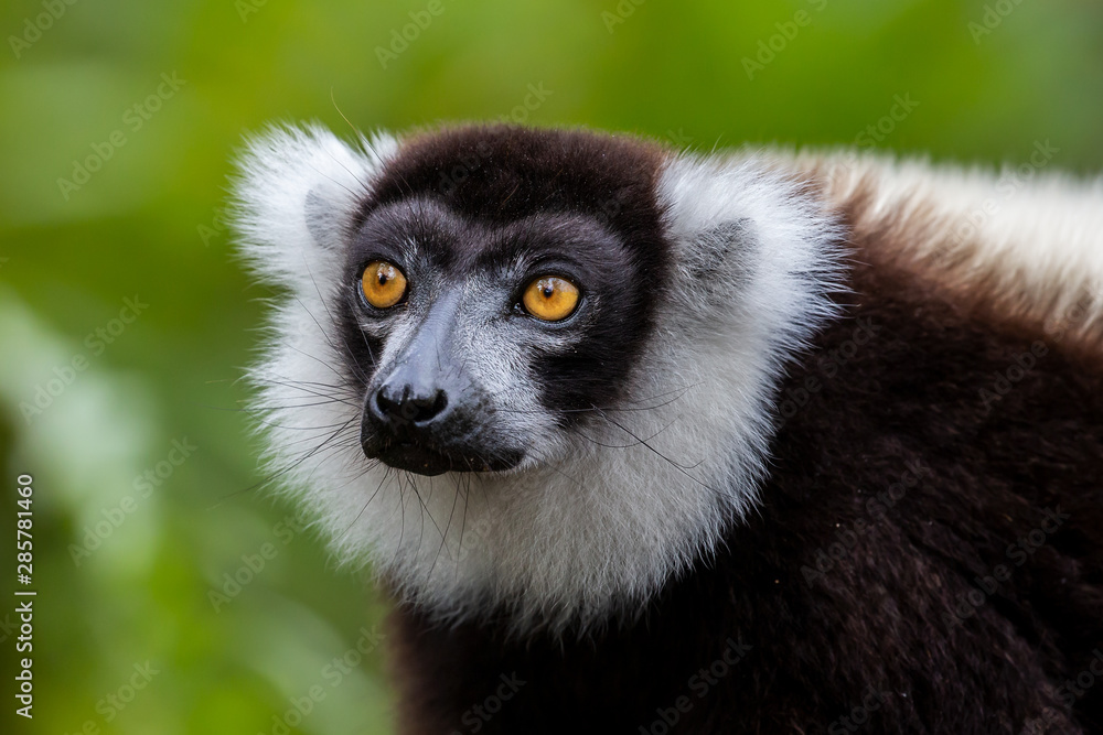 Fototapeta premium Black-and-white ruffed lemur portrait (Varecia variegata), Andasibe Reserve, Madagascar