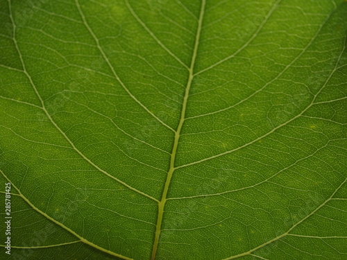Tableau sur toile Texture Feuille Macro Full HD Green Vert Matériaux