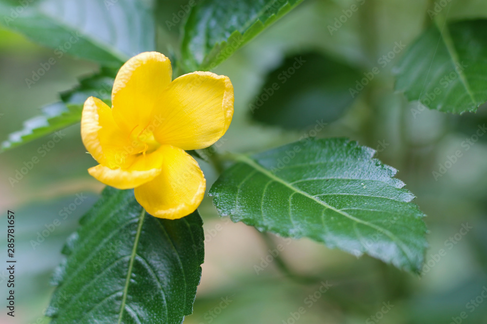 Yellow elder, Trumpetbush, Trumpetflower, Yellow trumpet-flower, Yellow trumpetbush Yellow elder, Trumpetbush, Trumpetflower, Yellow trumpet-flower, Yellow trumpetbush