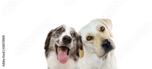 Banner two dogs pets. Labrador retriever thinking and tinting head side and happy border collie. Isolated on white background.