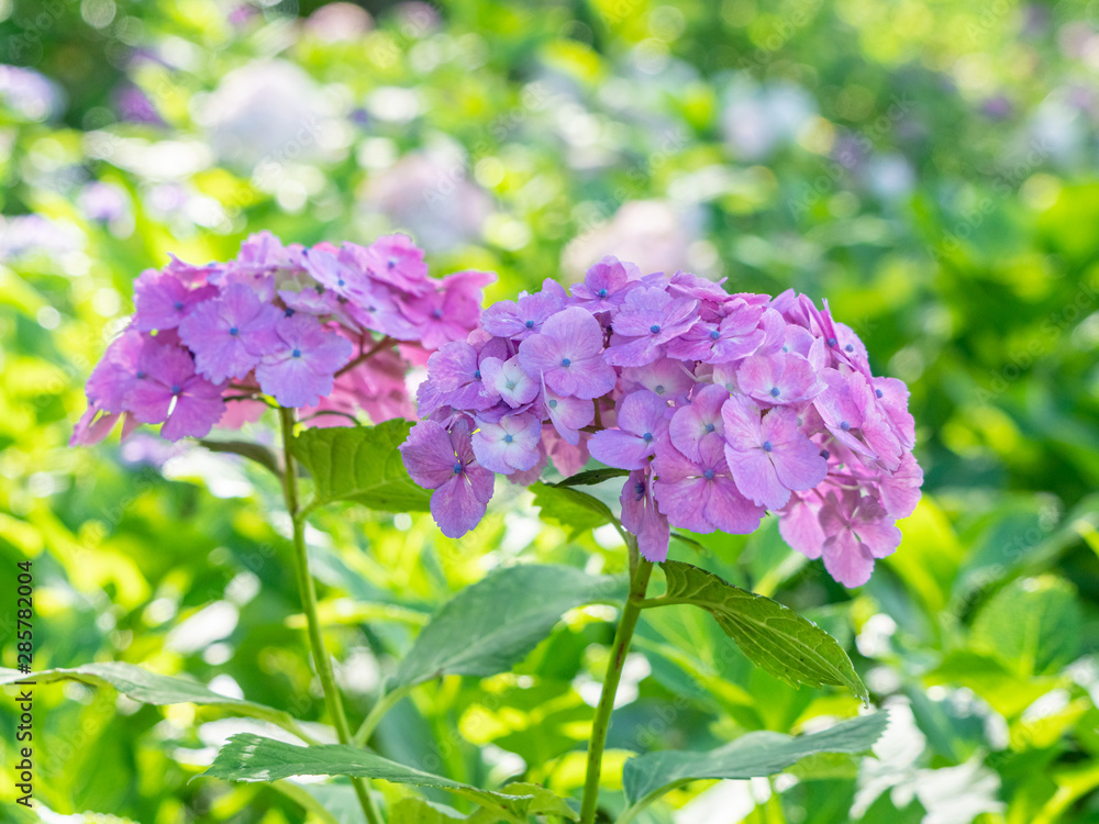 Purple Mophead Hydrangea Flowers on Green Background Purple Mophead Hydrangea Flowers on Green Background