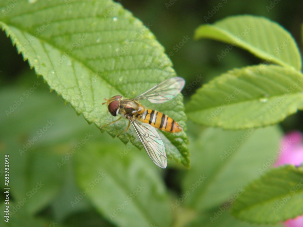 yellow fly yellow fly