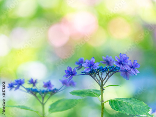 Close up of Violet Lacecap Hydrangea with Bokeh Background