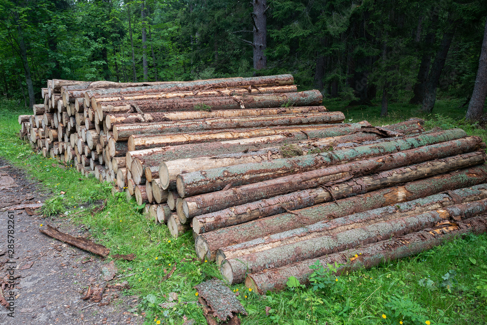 Cut trees trunks heap stack, logging industry forest lumber Cut trees trunks heap stack, logging industry forest lumber