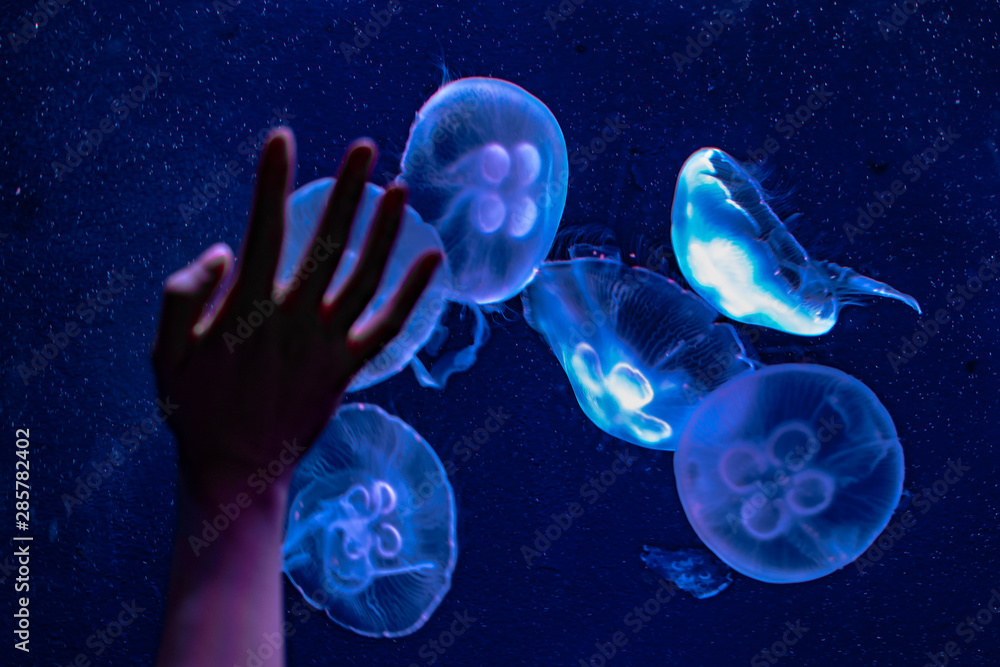jelllyfish swimming in the water jelllyfish swimming in the water