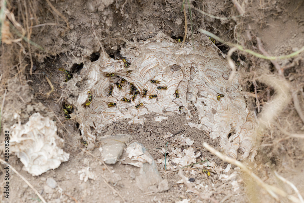 Wasp nest bees in ground soil undeground hole colony Wasp nest bees in ground soil undeground hole colony