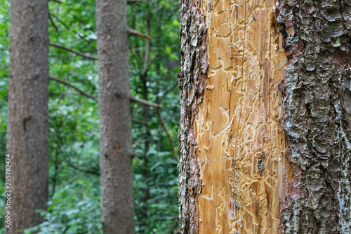 Spruce pine tree bark beetle tunnels infection bark close-up