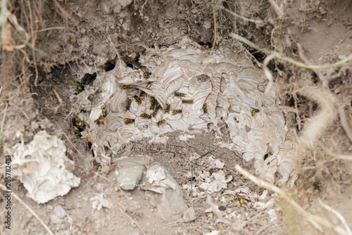 Wasp nest bees in ground soil undeground hole colony 