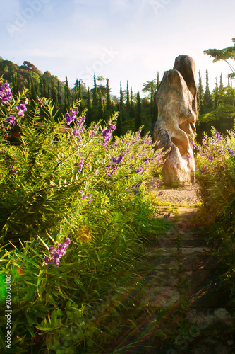 Glowing sunrise shines onto purple flower garden. photo