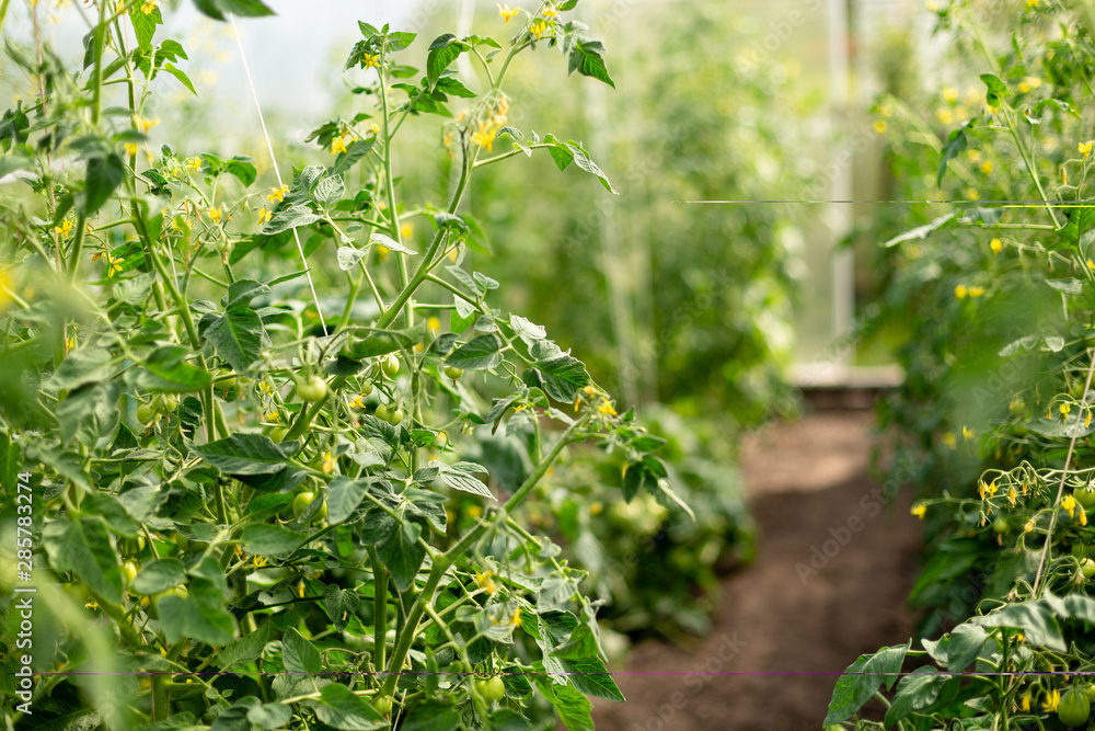 Flowering tomato bushes with small tomatoes in a greenhouse
