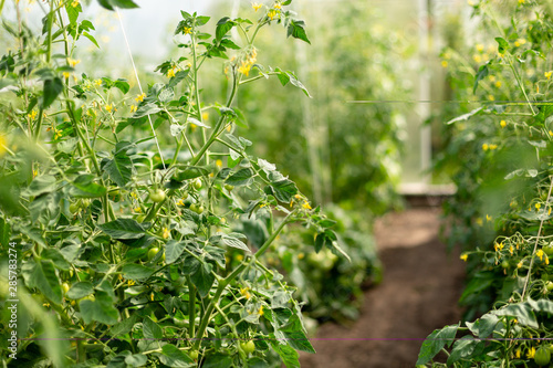 Flowering tomato bushes with small tomatoes in a greenhouse