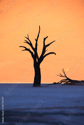 Dead acacia trees casting shadows during sunrise in arid Deadvlei pan. Sossusvlei  Namibia.