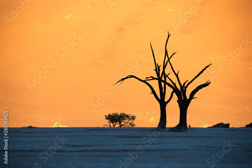Dead acacia trees casting shadows during sunrise in arid Deadvlei pan. Sossusvlei  Namibia.
