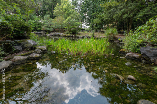 公園の樹木