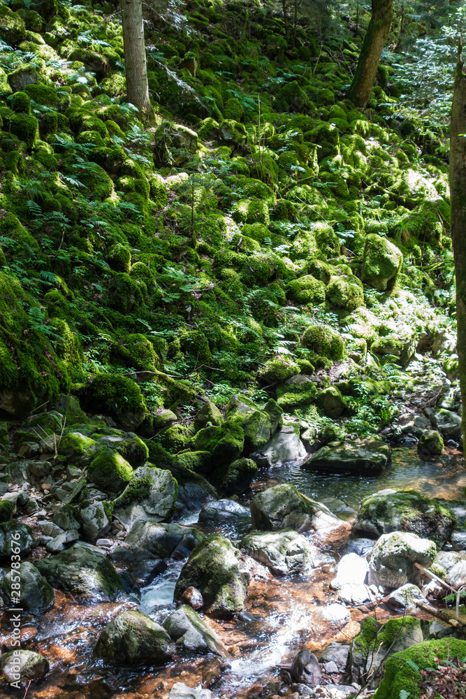 Fototapeta premium Wandern im Schwarzwald durch Wald und an Flüssen