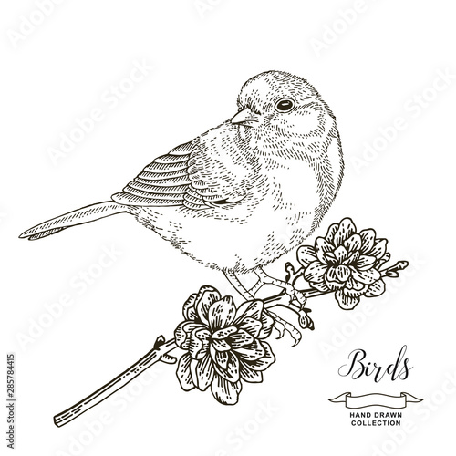 Bird sitting on pine branch. Hand drawn tit. Vector illustration. Vintage engraving style.
