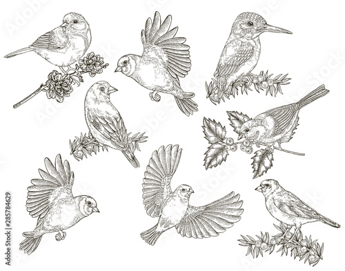 Birds collection. Tits, finches, goldfinches and kingfisher sitting on a branch. Vector illustration. Vintage engraving style.