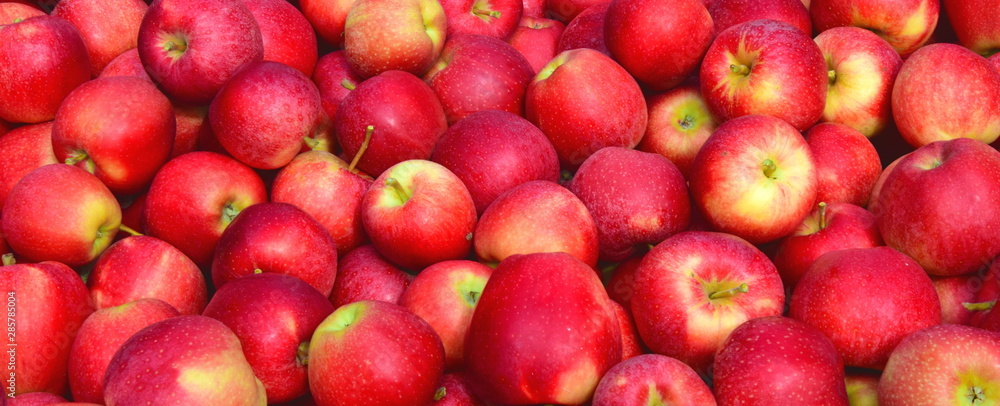Viele rote reife Äpfel - Apfelernte - Erntezeit in Südtirol Viele rote reife Äpfel - Apfelernte - Erntezeit in Südtirol