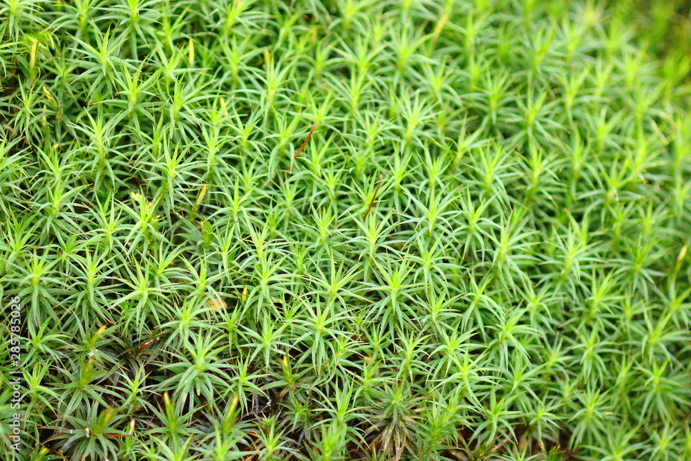 Among the most widespread mosses we find the miniature fir trees of the Polytricum formosum Among the most widespread mosses we find the miniature fir trees of the Polytricum formosum