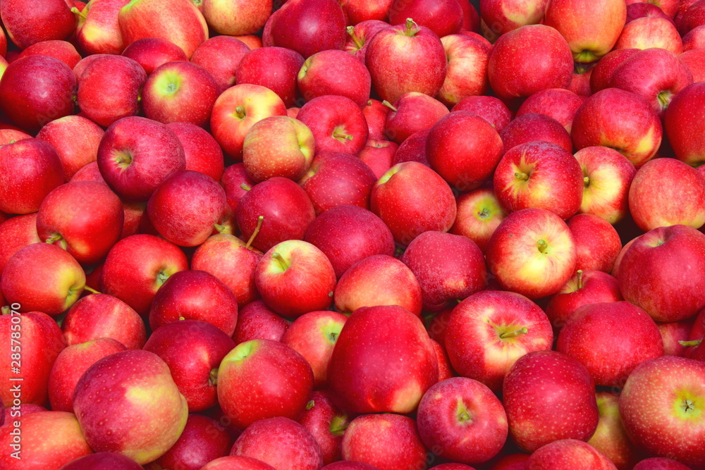 Äpfel - Apfelbäume - Apfelernte in Südtirol Äpfel - Apfelbäume - Apfelernte in Südtirol