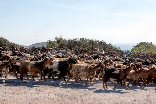 Wallpaper Mural Mountain goats crossing the bridge in Patmos, Greece Torontodigital.ca