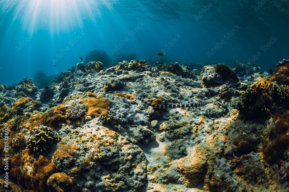 Fototapeta premium Underwater scene with corals and sea snake. Tropical blue sea