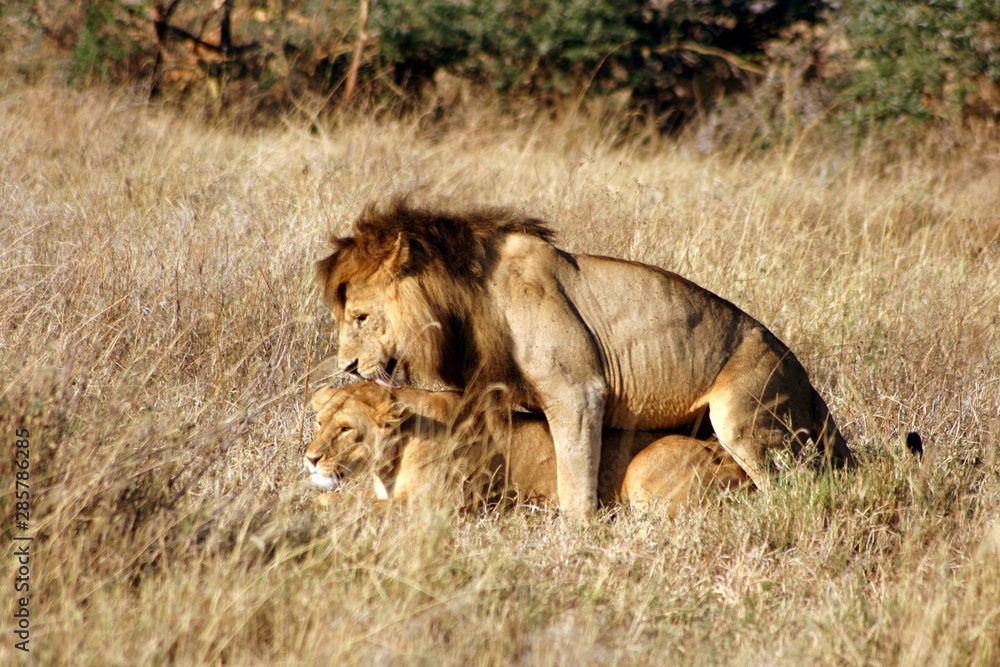 lion and lioness mating in the dry grass of savanna, Serengeti National park, Tanzania lion and lioness mating in the dry grass of savanna, Serengeti National park, Tanzania