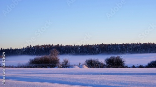 fog over snow surface by frozen bushes and trees © Morten H