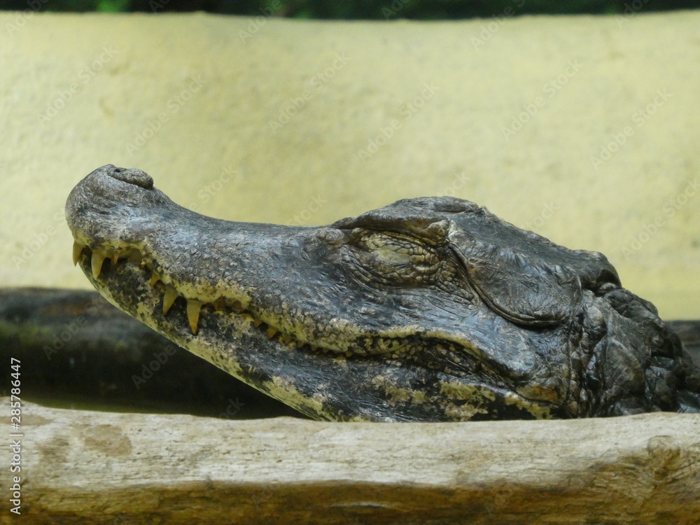 Obraz premium Cuvier's dwarf caiman