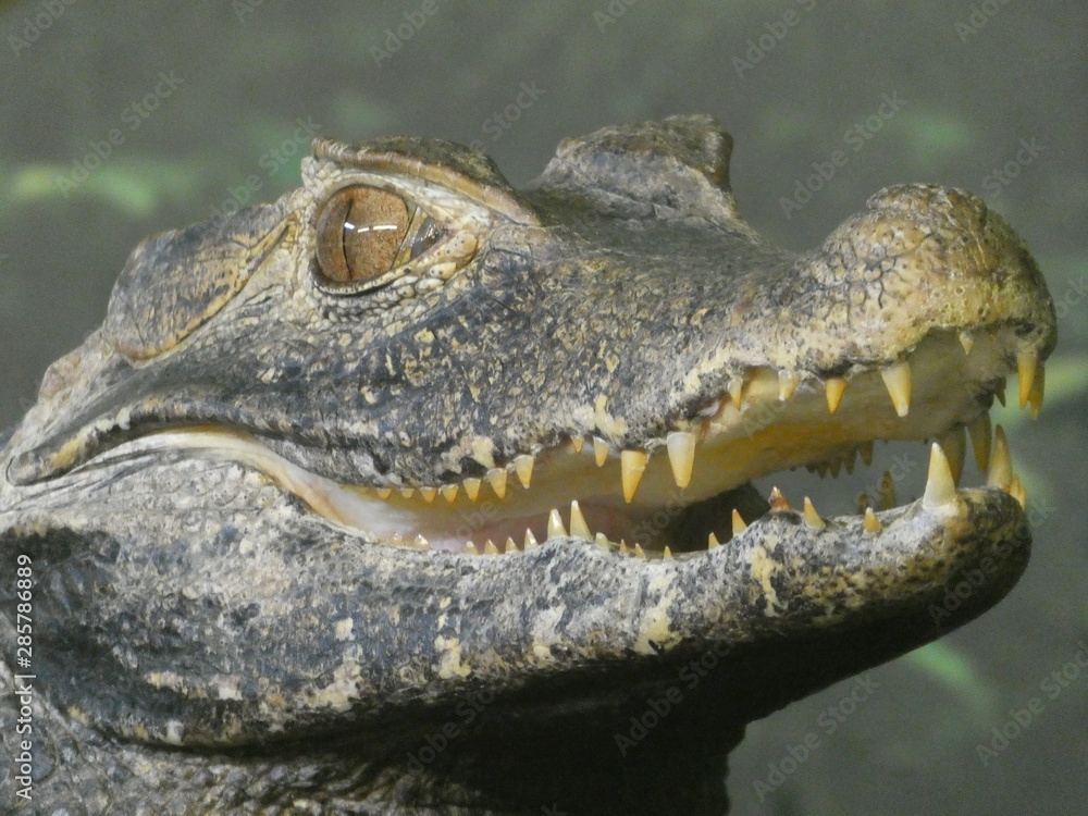 Obraz premium Cuvier's dwarf caiman