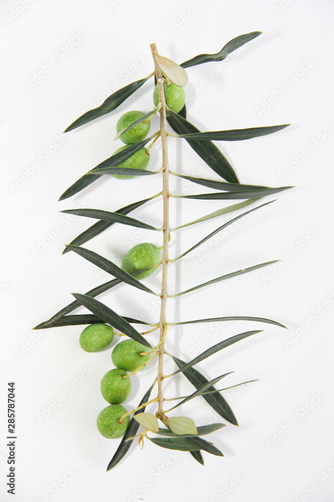 Fototapeta premium green natural fresh olives on branches with leaves